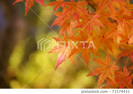 Yellow leaf of sunbeam Yellow leaf of sunbeam 71574431