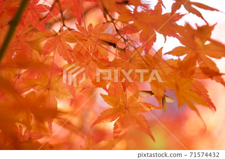 Autumn leaves transparent to light Autumn leaves transparent to light 71574432