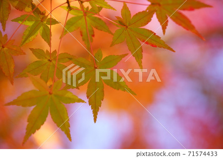 Autumn leaves that still have blue Autumn leaves that still have blue 71574433