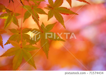 Autumn leaves that still have blue 71574434