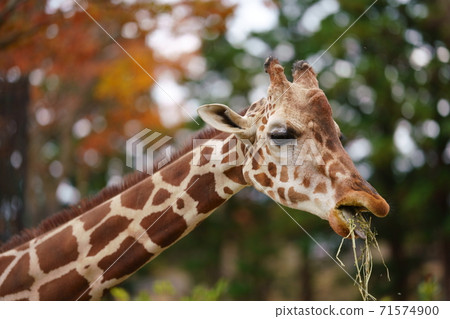 A giraffe that eats grass 71574900
