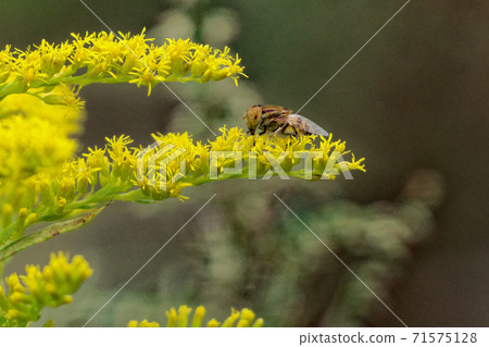 Flower-visiting insect Kigoshihanaab 71575128