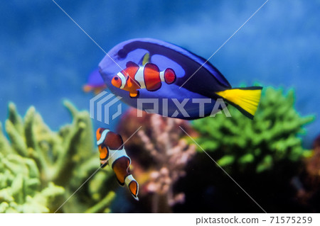 受歡迎的鎌倉跳蚤和南陽ha 71575259