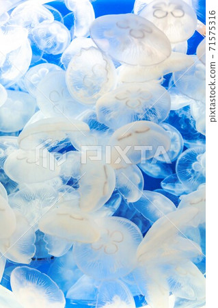 Jellyfish aquarium Oarai Town, Ibaraki Prefecture 71575316