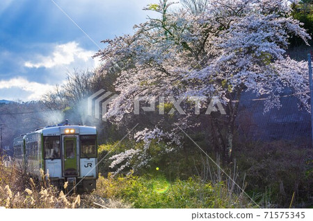Sakura and Kamaishi Line train Tono City, Iwate Prefecture 71575345
