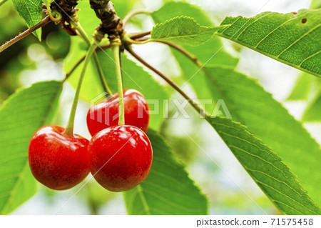 Cherry picking of Sato Nishiki, Higashine City, Yamagata Prefecture Cherry picking of Sato Nishiki, Higashine City, Yamagata Prefecture 71575458