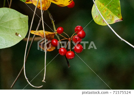 鹽飛鳥紅色果子 鹽飛鳥紅色果子 71575524