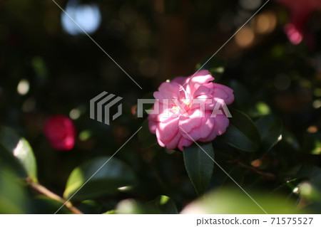 盛開在樹蔭下的大花瓣的Southernka 盛開在樹蔭下的大花瓣的Southernka 71575527