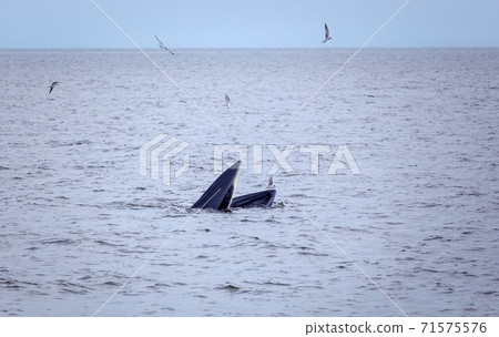 bryde's whale watching in gulf of thailand bryde's whale watching in gulf of thailand 71575576