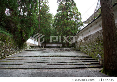 Happy cedar in Obi Castle, Nichinan City, Miyazaki Prefecture 71576239