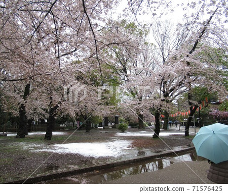 櫻花和盛開的雪 櫻花和盛開的雪 71576425