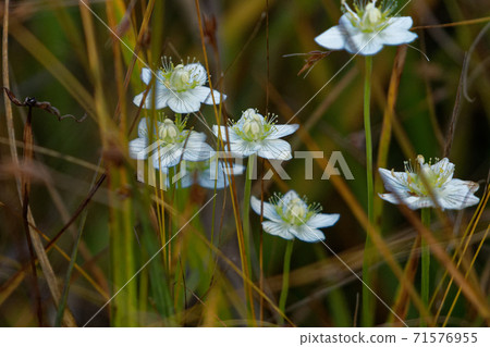 Flowering of Marsh grass of Parnassus Flowering of Marsh grass of Parnassus 71576955