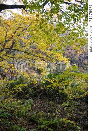 前往Naena瀑布的途中,Naena瀑布被選為日本100個最佳瀑布之一 前往Naena瀑布的途中,Naena瀑布被選為日本100個最佳瀑布之一 71576971