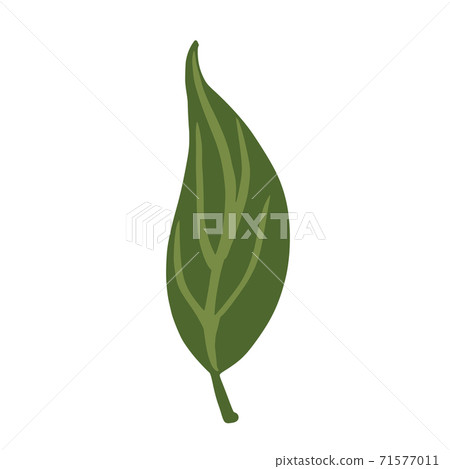 Leaf green color isolated on white background. Scandinavian botanical sketch hand drawn in style doodle. 71577011