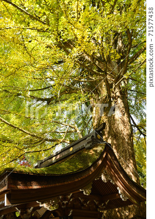 岩山山莊司(Iwamaji)閃電龍社 岩山山莊司(Iwamaji)閃電龍社 71577438