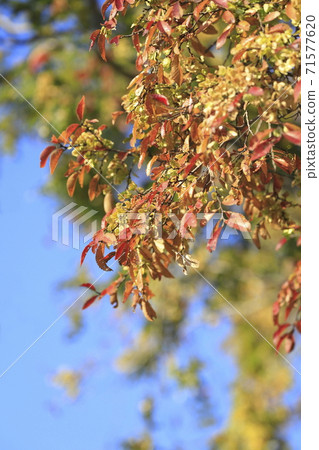 Autumn leaves of Chinese elm Autumn leaves of Chinese elm 71577620