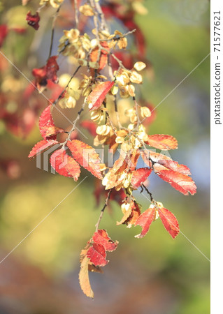 Autumn leaves of Chinese elm 71577621