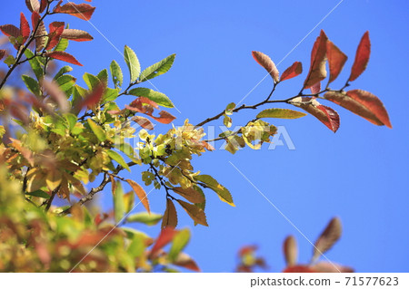 Autumn leaves of Chinese elm 71577623