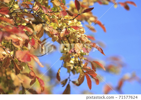 Autumn leaves of Chinese elm Autumn leaves of Chinese elm 71577624