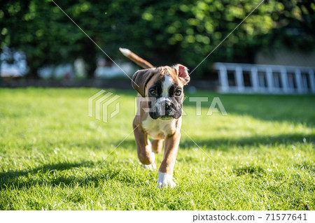 8 weeks young purebred golden puppy german boxer dog 8 weeks young purebred golden puppy german boxer dog 71577641