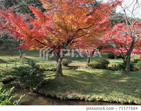 Autumn leaves in Muramatsu Park, Niigata Prefecture 71577884