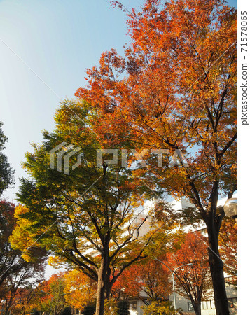 Autumn leaves of Takashimadaira housing complex 71578065