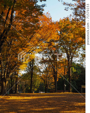 Autumn leaves in Akatsuka Park 71578153
