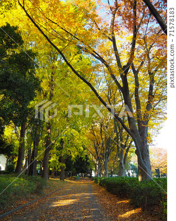 秋塚公園的秋葉 71578183