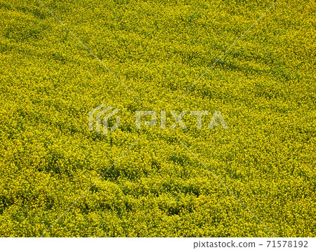 Aerial view of rape flowers, rapeseed or canola field. 71578192