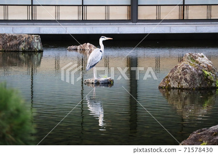 Kyoto State Guest House Garden and Gray Heron Kyoto State Guest House Garden and Gray Heron 71578430