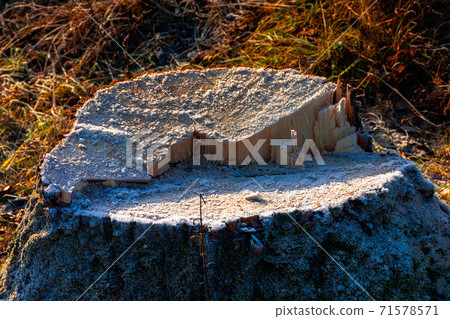 deforestation in the mountains. stump of fresh cut trees in hoarfrost. cold autumn morning countryside scenery deforestation in the mountains. stump of fresh cut trees in hoarfrost. cold autumn morning countryside scenery 71578571
