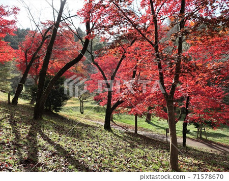 Autumn leaves in Muramatsu Park, Niigata Prefecture 71578670