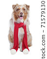 Australian shepherd dog with shawl for christmas 71579130