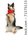 Cute shepherd with red scarf sits up and begs 71579133