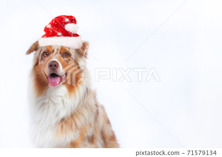 australian shepherd hat