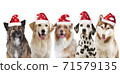 Five xmas different dogs side by side with santa hats portrait looking at camera 71579135