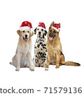 Group of 3 different pedigree dogs with santa hats isolated 71579136
