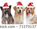three dogs group with santa hats isolated 71579137