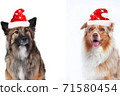 Two cute christmas dogs omn white background 71580454