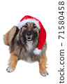 Cute dog with christmas costume cut out 71580458