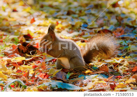 Ezoris in fall Ezoris in fall 71580553