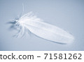 Bird feather on blue background 71581262