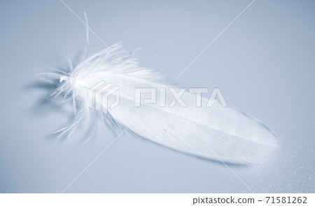 Bird feather on blue background Bird feather on blue background 71581262
