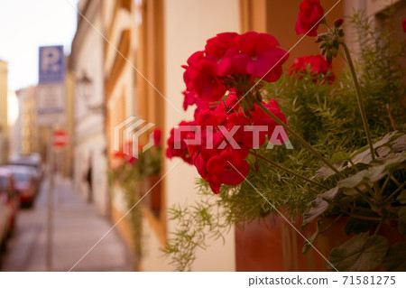 Flowers on the windowsills of a house in the old district of Prague Flowers on the windowsills of a house in the old district of Prague 71581275