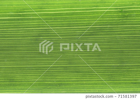 Acorus gramineus leaves and veins 71581397