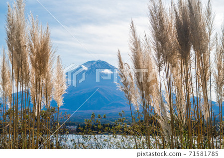 富士山和潘帕格拉斯 富士山和潘帕格拉斯 71581785