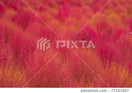 Kokia Kokia 71581807