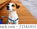 Jack Russell Terrier waiting for a snack during a walk 71581915