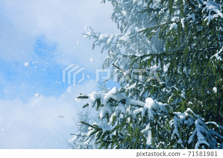 Snow covered spruce fir tree branches outdoors. 71581981