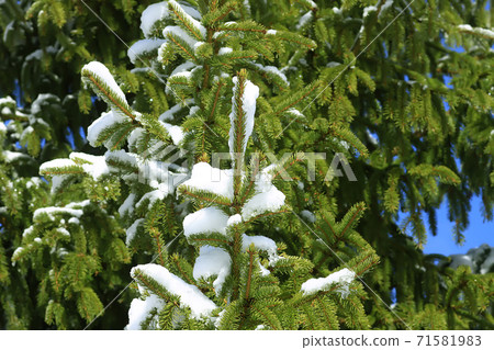 Snow covered spruce tree branches outdoors. Snow covered spruce tree branches outdoors. 71581983